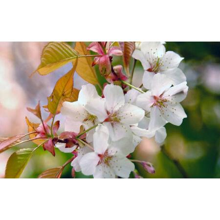 ふるさと納税 数量限定 山桜はちみつと春の田舎はちみつの3種ギフトセット B3山桜 茨城県共通返礼品 五霞町生ハチミツ 非加熱 茨城県産 茨城県那珂市の画像