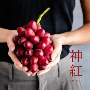 ふるさと納税 【先行予約】島根県限定！幻のぶどう“神紅(しんく)” 糖度 