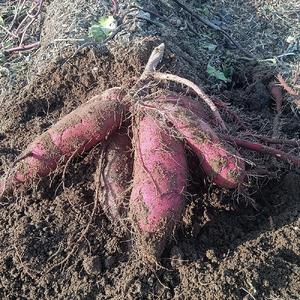 ふるさと納税 【2024年先行予約】新潟県 加茂市産 紅はるか 【家庭用】 10kg 《11月上旬以降発送》 人気 さつまいも 訳あり 家庭用 さつまいも .. 新潟県加茂市｜furunavi｜02