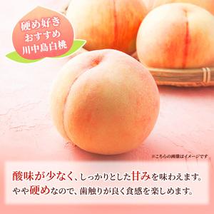 ふるさと納税 2026年発送 先行予約 「浅間水蜜桃プレミアム」 もも 川中島白桃 秀品 約2kg 5〜9玉 ふるさと納税 果物 フルーツ モモ 果肉 デザー.. 長野県小諸市の画像