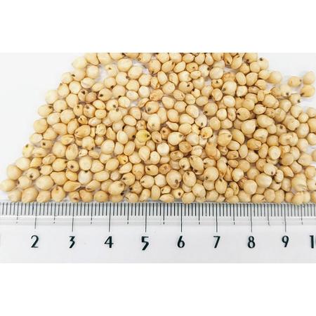 ふるさと納税 白マイロ 10kg×1袋 サイトウ・コーポレーション 飼料 群馬県邑楽町_1