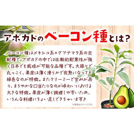 ふるさと納税 アボカド苗木 5~6号ポット《30日以内に出荷予定(土日祝除く)》熊本県 津奈木町 南興ファーム アボカド 苗木 農業 ベーコン種 ア.. 熊本県津奈木町｜furunavi｜02