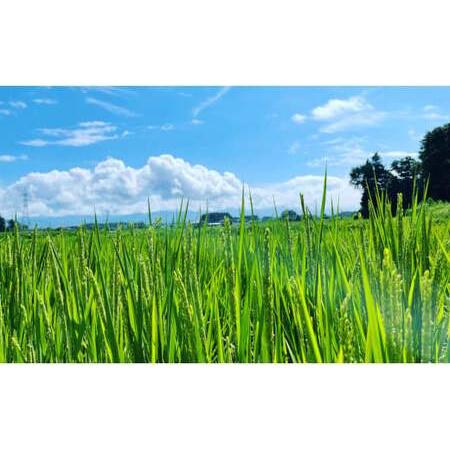 ふるさと納税 【令和7年産】自然栽培 自然栽培 イセヒカリ 5kg 玄米