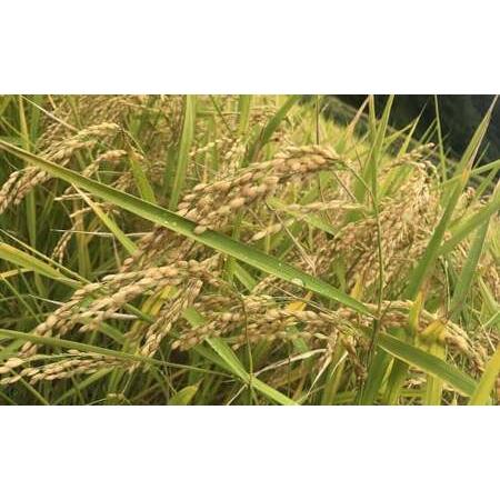 ふるさと納税 【令和7年産】自然栽培 自然栽培 イセヒカリ 5kg 玄米