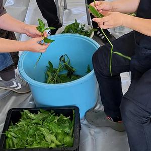 ふるさと納税 藍染体験(BQ101) 茨城県北茨城市_4