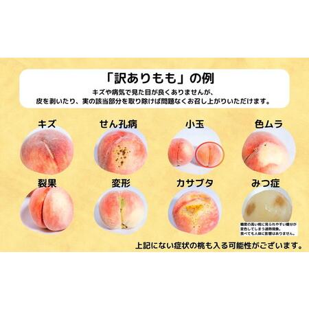 ふるさと納税 ◆2024年夏発送◆＜ 産直・訳あり桃・約1.5kg ＞ ※着日指定不可 ※北海道・沖縄・離島への配送不可 ※2024年7月中旬〜9月中旬頃に.. 福島県国見町｜furunavi｜02