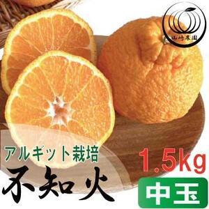 ふるさと納税 アルギット 不知火 約1.5kg 中玉 サイズ(7〜8玉)| 先行予約 不知火 デコ みかん 甘い おいしい ジューシー 完熟 期間限定 数.. 和歌山県有田川町