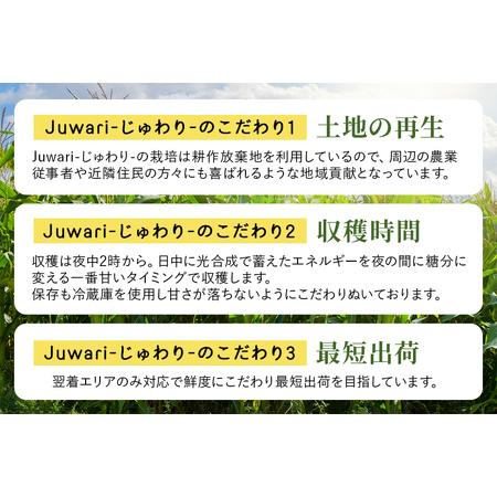 ふるさと納税 【３回定期便】【Juwari-じゅわり-】お楽しみとうもろこし 4kg以上 41-G 茨城県小美玉市｜furunavi｜03