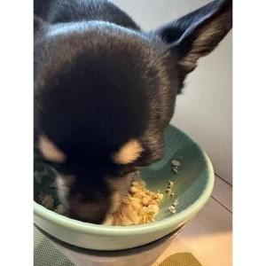 ふるさと納税 【福岡市】マンマミーア（お魚ベース1袋140g）５袋＜犬用＞ | ペット ペットグッズ 人気 おすすめ 送料無料 福岡県福岡市_1