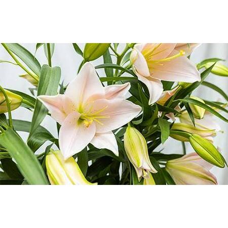 ふるさと納税 ユリ専門＜深花園＞観賞用ゆり オリエンタルリリー 訳