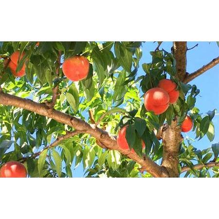 ふるさと納税 《2026年産先行受付》 山形県産 白桃 秀品 3kg 品種おまかせ 硬めの桃 あまり柔らかくならない桃 もも モモ 桃 デザート フルーツ 果物 .. 山形県の画像