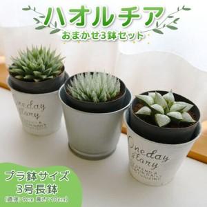 ふるさと納税 【多肉植物】 ハオルチア おまかせ3鉢セット 多肉植物