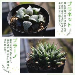 ハオルチア ３種、６種のオマケ 確認用 ふるさと納税 【多肉植物】 ハオルチア おまかせ3鉢セット 多肉植物