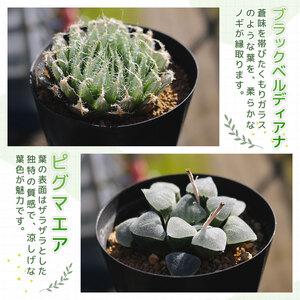ふるさと納税 【多肉植物】 ハオルチア おまかせ3鉢セット 多肉植物