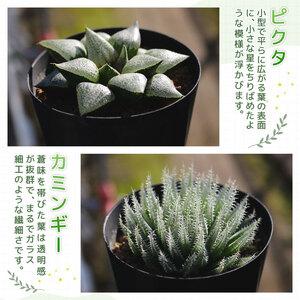 ふるさと納税 【多肉植物】 ハオルチア おまかせ3鉢セット 多肉植物