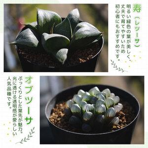 ふるさと納税 【多肉植物】 ハオルチア おまかせ3鉢セット 多肉植物