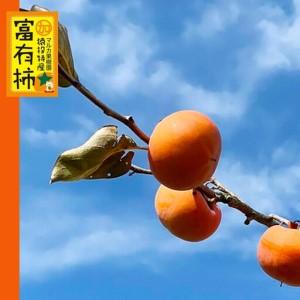 ふるさと納税 ＜先行受付＞富有柿　約4kg【2026年11月上旬以降順次発送】 愛知県豊田市_2