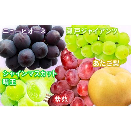 ふるさと納税 岡山のフルーツ 定期便6回コース 株式会社山博(中本青果)【配送不可地域あり】 岡山県浅口市_3