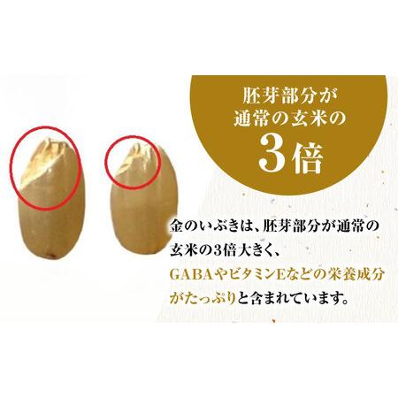 ふるさと納税 栽培期間中農薬不使用 令和5年産 金のいぶき 玄米