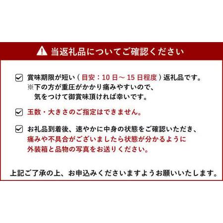 ふるさと納税 【2024年3月下旬〜順次発送予定】恋する 不知火 約5kg（15〜22玉）御舩果樹園 果物 柑橘 熊本県宇城市｜furunavi｜03