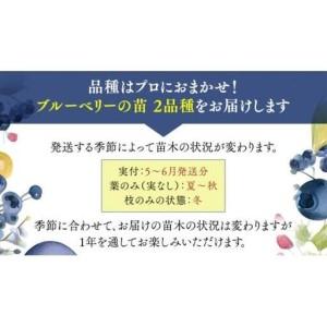 ふるさと納税 ブルーベリー の 苗 2品種セット （品種おまかせ） 茨城県牛久市_1