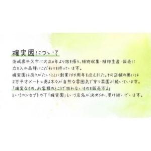 ふるさと納税 ブルーベリー の 苗 2品種セット （品種おまかせ） 茨城県牛久市_2