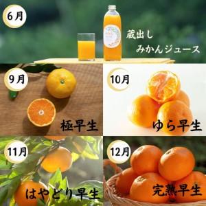 ふるさと納税 【10回定期便】みかん 旬の柑橘 ミカン 蜜柑 柑橘 柑橘定期便 かんきつ 和歌山県 海南市 和歌山県海南市_2