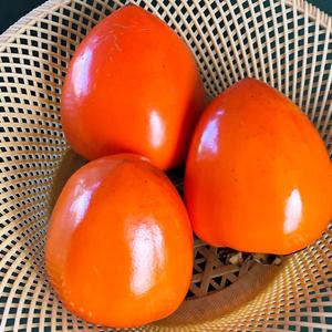 ふるさと納税 [先行受付] 渋柿 (蜂屋柿) [2026年10月より順次発送