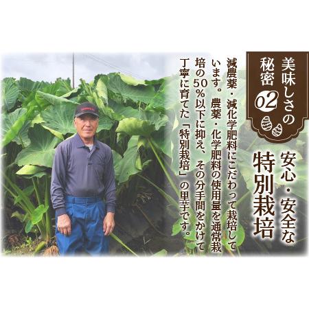 んぽちゃむ きみまろ しまむら メラミンプレート どんぶり れんげ 各3種