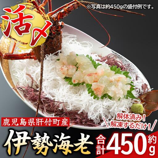 ふるさと納税 [活き〆冷凍]伊勢海老 刺身 (約450g) 鹿児島 国産 えび エビ 伊勢海老 さしみ [網元]B47004 鹿児島県肝付町
