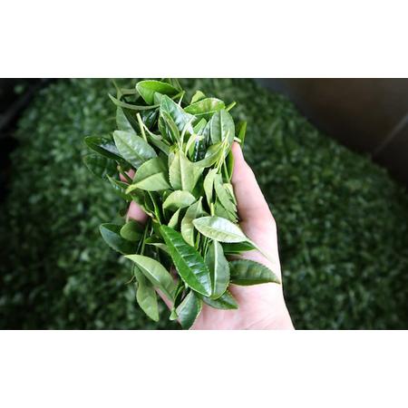 ふるさと納税 厳選ティーバッグ3缶詰め合わせ(棒ほうじ茶/和紅茶/深蒸し茶） 日本茶専門店厳選 お茶 芳ばしい香り ほのかな甘み 日本茶 香り高い.. 福島県郡山市_3