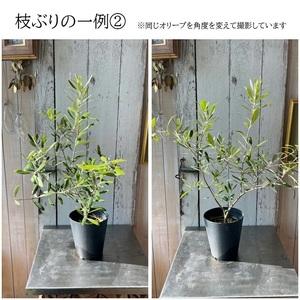 ★SALE★訳あり格安★オロロフ★カタルニア風景★リトグラフ★シリアルナンバー★ Amazon | TVアニメ『ラブライブ! 虹ヶ咲学園スクールアイドル同好会