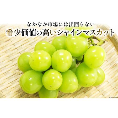 ふるさと納税 【先行受付】ぶどう シャインマスカット 約1.2kg (2房) [梨北農業協同組合 山梨県 韮崎市 20742501] フルーツ 果物 くだもの ブド.. 山梨県韮崎市｜furunavi｜05