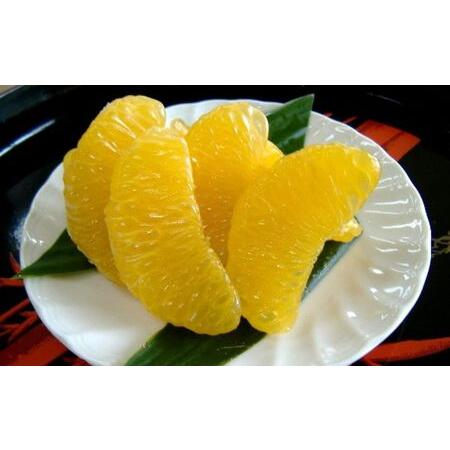 ふるさと納税 和歌山由良町産 さつきはっさく 約10kg 秀品 サイズおまかせ (Lまたは2L) いずれかお届け 八朔 柑橘 果物 くだもの フルーツ .. 和歌山県太地町