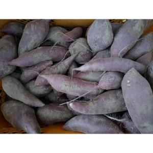 ふるさと納税 【先行予約】京都丹後砂丘育ち にしまる金時芋 5kg（2026年12月上旬〜発送） 芋 国産 京丹後産 サツマイモ 薩摩芋 サツマ芋 さ.. 京都府京丹後市の画像