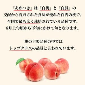 ふるさと納税 白桃 あかつき 3kg 9〜12個 秀品 【2025年8月中旬 ふるさと納税 白桃 あかつき 3kg 9〜12個 秀品 【2025年8月中旬