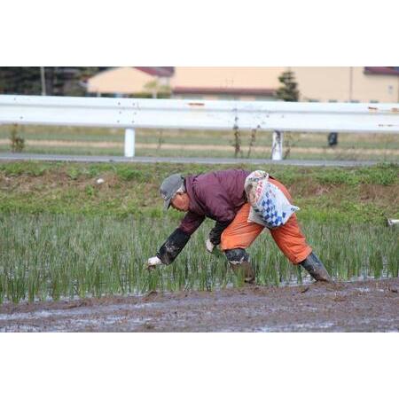 ふるさと納税 OTO い草クッション 47×47cm 2枚組【POKI-POKI BR】 福岡県大川市の画像