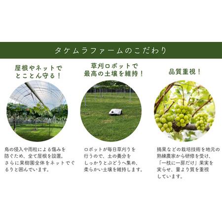 ふるさと納税 TK08 ぶどう クイーンルージュR  約2kg／2026年9月下旬から10月中 配送予定 // 稀少 新品種 長野県 南信州 高糖度 葡萄 クイ.. 長野県松川町の画像