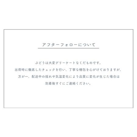 ふるさと納税 TK08 ぶどう クイーンルージュR  約2kg／2026年9月下旬から10月中 配送予定 // 稀少 新品種 長野県 南信州 高糖度 葡萄 クイ.. 長野県松川町の画像