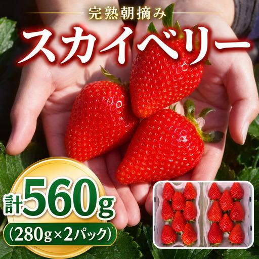 ふるさと納税 頬張る幸せ★大粒 「スカイベリー」 560g (280g×2P)| 澳原いちご農園 栃木県 矢板市 栃木県矢板市