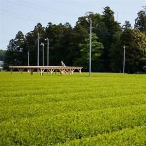 ふるさと納税 茶畑テラス茶の輪利用券【坂本園プラン1名分】【1475466】 埼玉県入間市_2