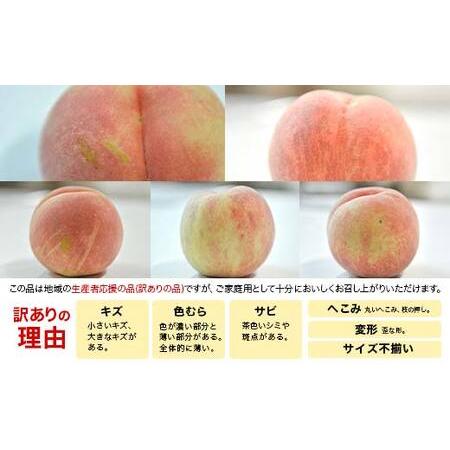 ふるさと納税 FYN6-208 ≪2026年先行予約≫ご家庭用 山形県産 おまかせ 白桃 約5kg(12〜20玉) 2026年8月上旬から順次発送 夏果実 果実 果物 くだ.. 山形県西川町の画像