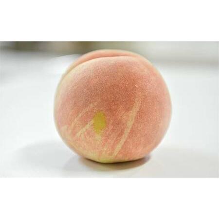 ふるさと納税 FYN6-208 ≪2026年先行予約≫ご家庭用 山形県産 おまかせ 白桃 約5kg(12〜20玉) 2026年8月上旬から順次発送 夏果実 果実 果物 くだ.. 山形県西川町の画像