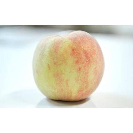 ふるさと納税 FYN6-208 ≪2026年先行予約≫ご家庭用 山形県産 おまかせ 白桃 約5kg(12〜20玉) 2026年8月上旬から順次発送 夏果実 果実 果物 くだ.. 山形県西川町の画像