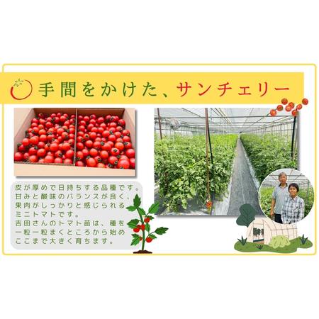 ふるさと納税 【先行予約】ミニトマト サンチェリー 1.5kg 農家直送 福島県 田村市 福島県田村市_1