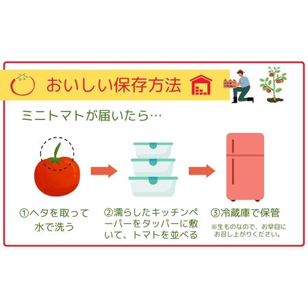 ふるさと納税 【先行予約】ミニトマト サンチェリー 1.5kg 農家直送 福島県 田村市 福島県田村市_2