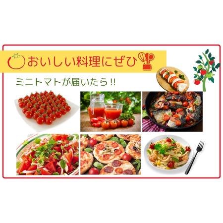 ふるさと納税 【先行予約】ミニトマト サンチェリー 1.5kg 農家直送 福島県 田村市 福島県田村市_3