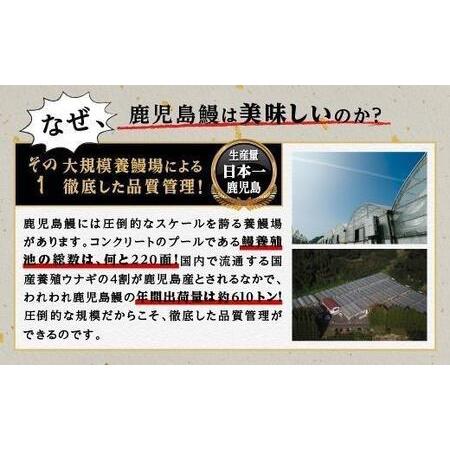 ふるさと納税 うなぎ 蒲焼 200g×2尾【鹿児島産】地下水で育てた絶品鰻 鹿児島県大崎町｜furunavi｜04