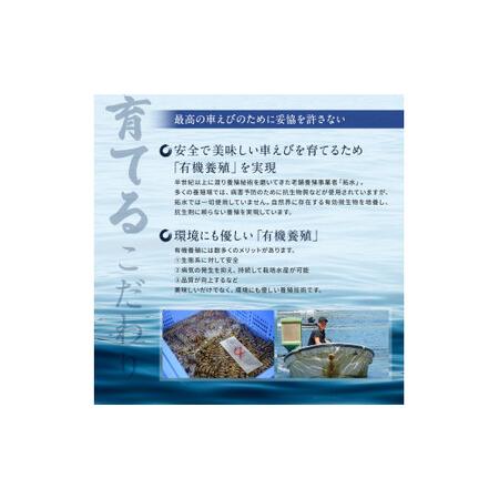 ふるさと納税 種子島 産 車えび 特大 冷凍 車海老 (250g×2袋) 計500g　NFN553【300pt】// 種子島 車えび 車海老 えび エビ 海老  種子.. 鹿児島県西之表市｜furunavi｜03