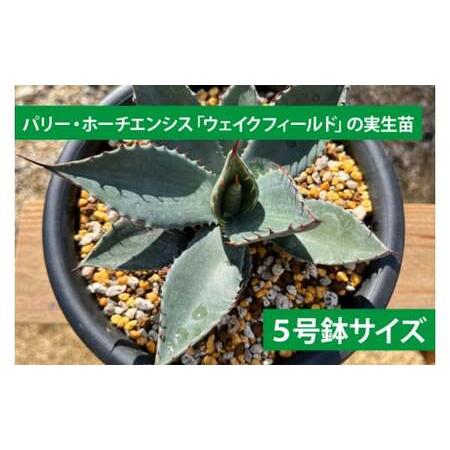 ふるさと納税 鹿嶋市産アガベ！パリー・ホーチエンシス『ウェイク